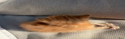 Mixed Breed cats for sale: 4 beautiful kittens for sale - Advert 7