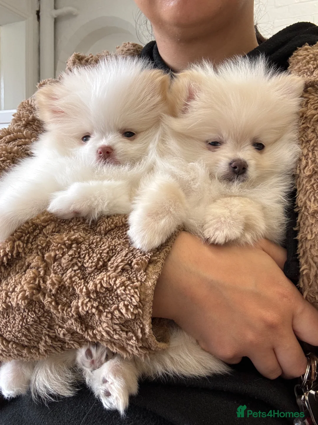 Pomeranian dogs for sale: 2 Girls – Adorable Pomeranian Puppies for Sale 🐾 - Advert 2
