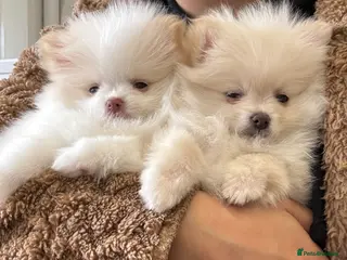 Pomeranian dogs 2 Girls – Adorable Pomeranian Puppies for Sale 🐾 - Advert 13