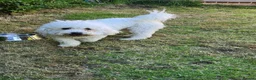 Bichon Frise dogs for sale: Mia - Bichon Frise - 5 years old - Neutered  - Advert 3