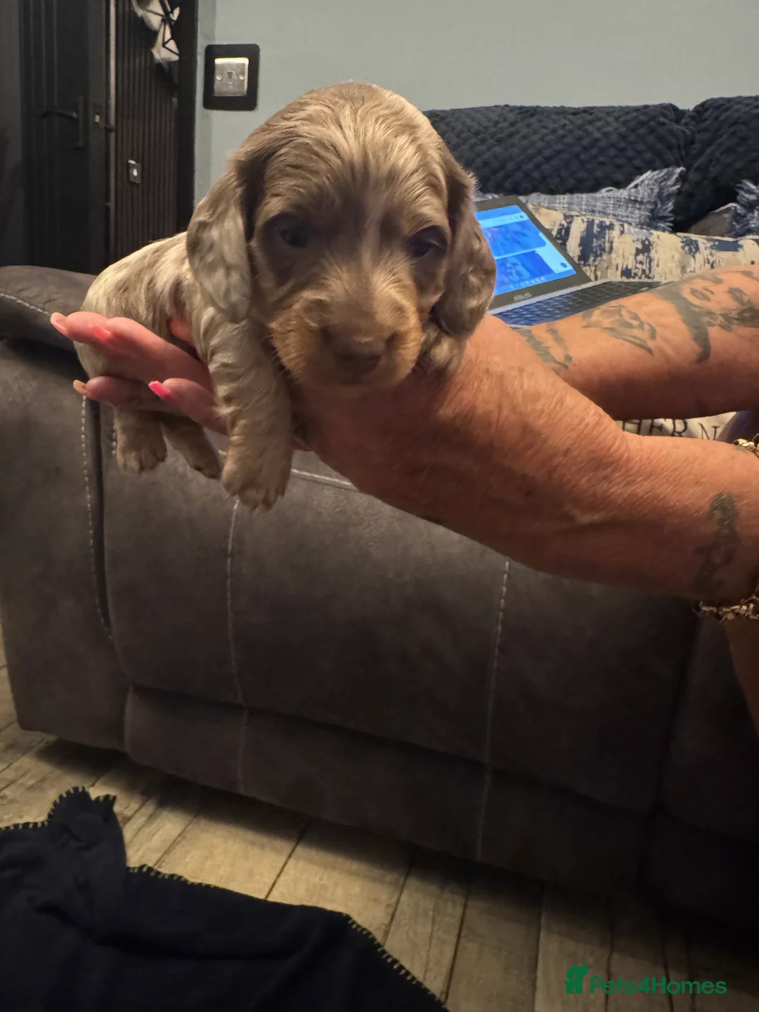 Miniature Dachshund dogs for sale: 2 minature dachshund puppies ready to be loved - Advert 7