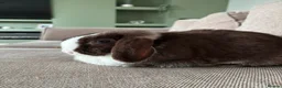 Netherland Dwarf rabbits for sale: Autumn and buttercup  - Advert 11