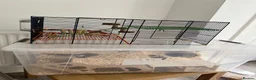 Gerbil rodents for sale: Gerbil looking for rehoming - full setup included  - Advert 4