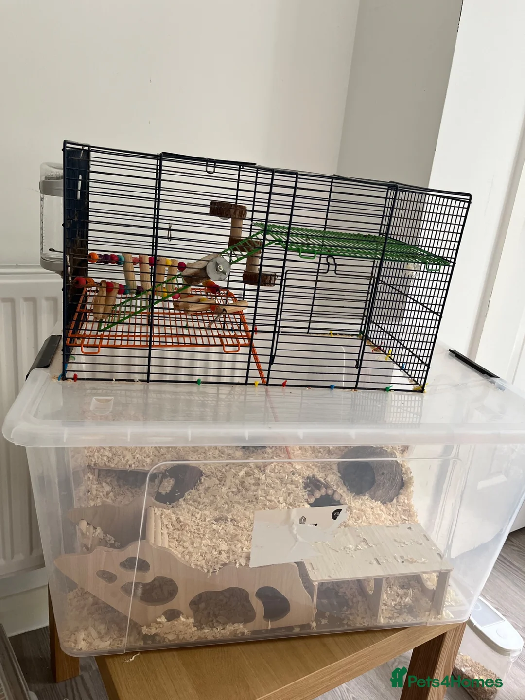 Gerbil rodents for sale: Gerbil looking for rehoming - full setup included  - Advert 4