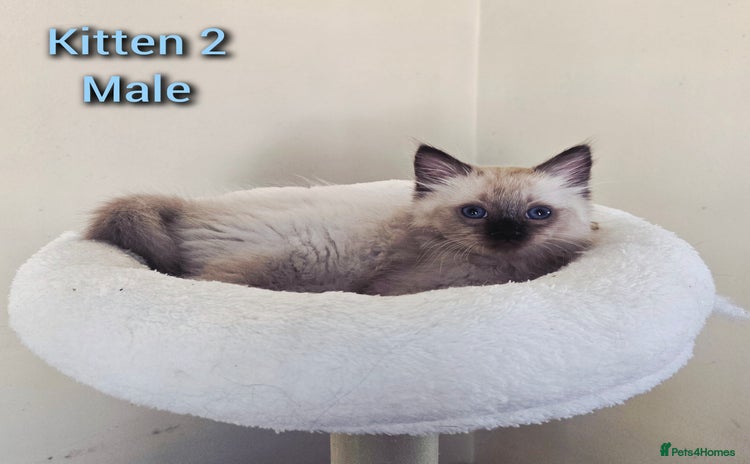 Ragdoll cats - Advert 12