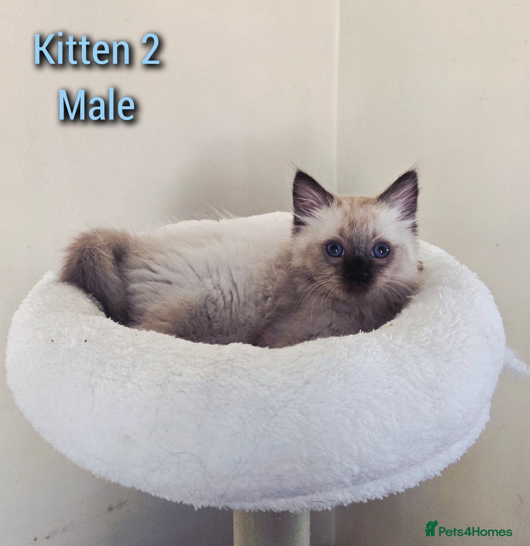 Ragdoll cats for sale: Beautiful Ragdoll boys looking for forever homes - Image 1