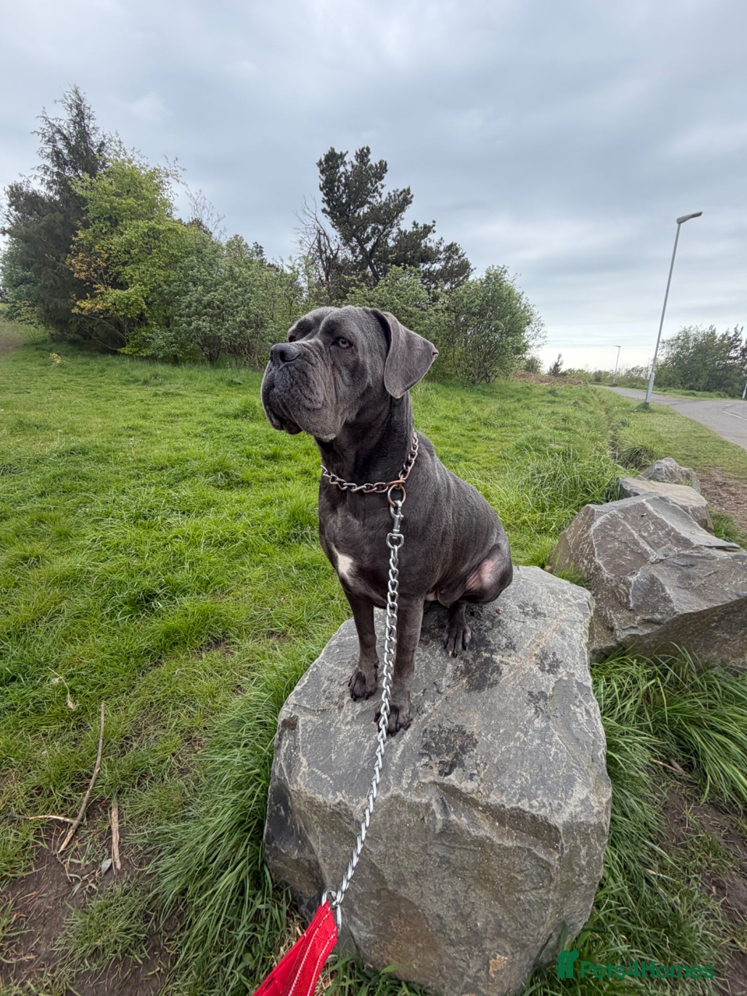 Cane Corso dogs Cane corso - Advert 3