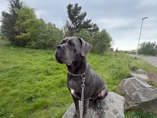 Cane Corso dogs Cane corso - Advert 6