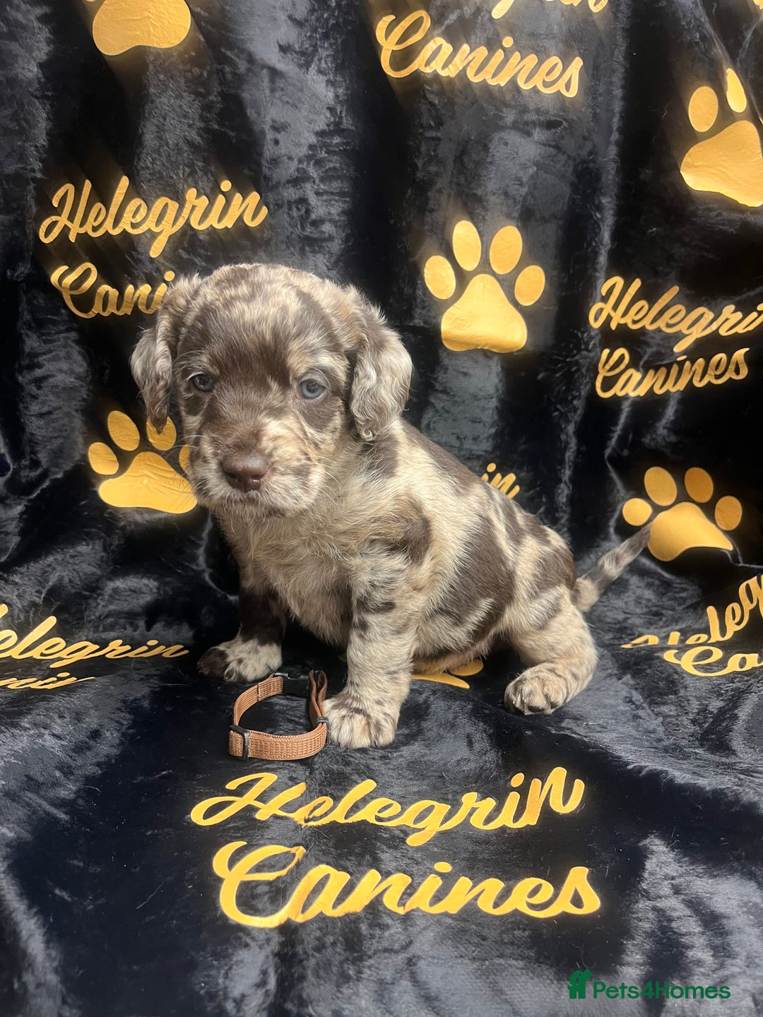 Labradoodle dogs for sale: 5 ⭐️ licensed Home breeder - Advert 23
