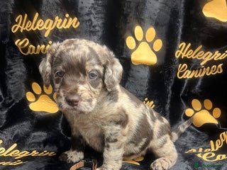 Labradoodle dogs 5 ⭐️ licensed Home breeder - Advert 5