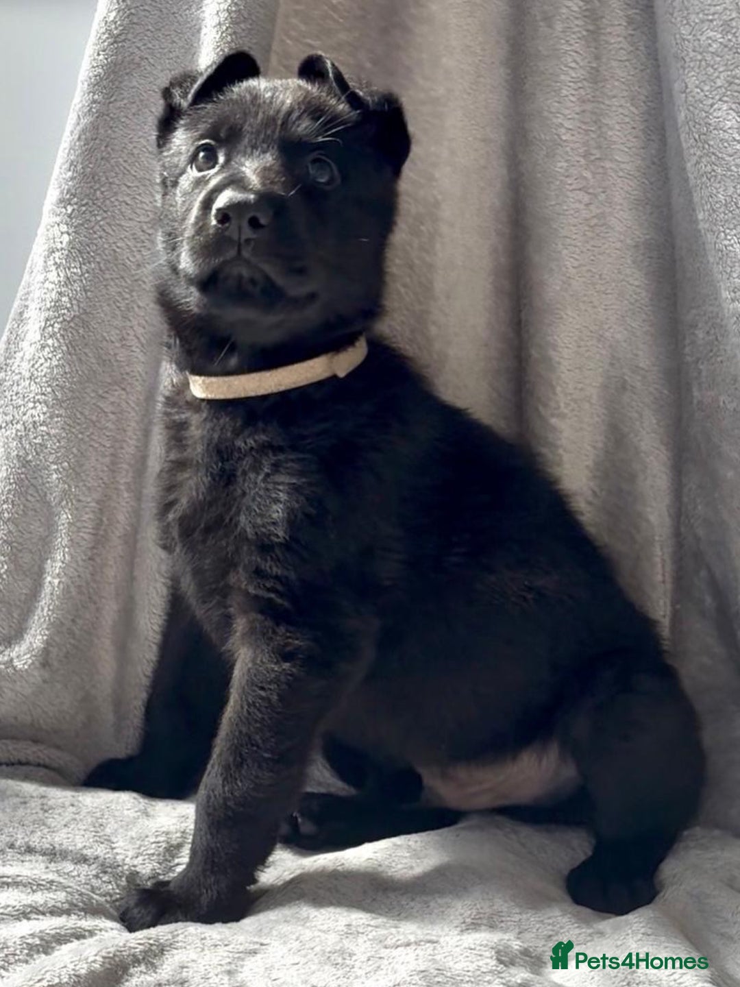 German Shepherd dogs for sale: Exceptional KC Reg DDR GSD Puppies Rare Bloodlines - Image 10