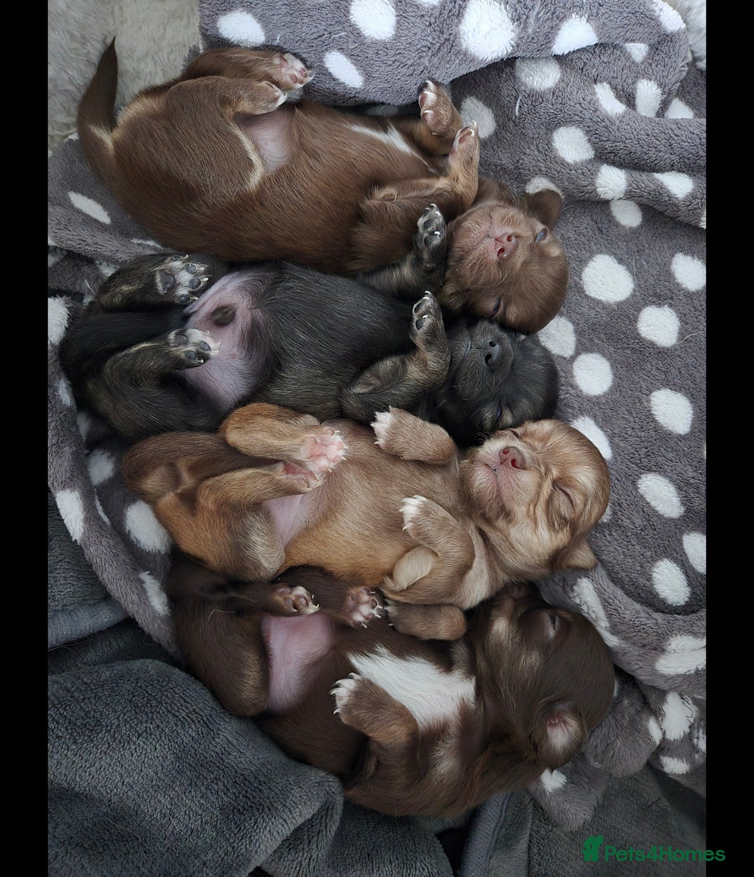 Chihuahua dogs for sale: Chihuahua puppies. - Advert 4