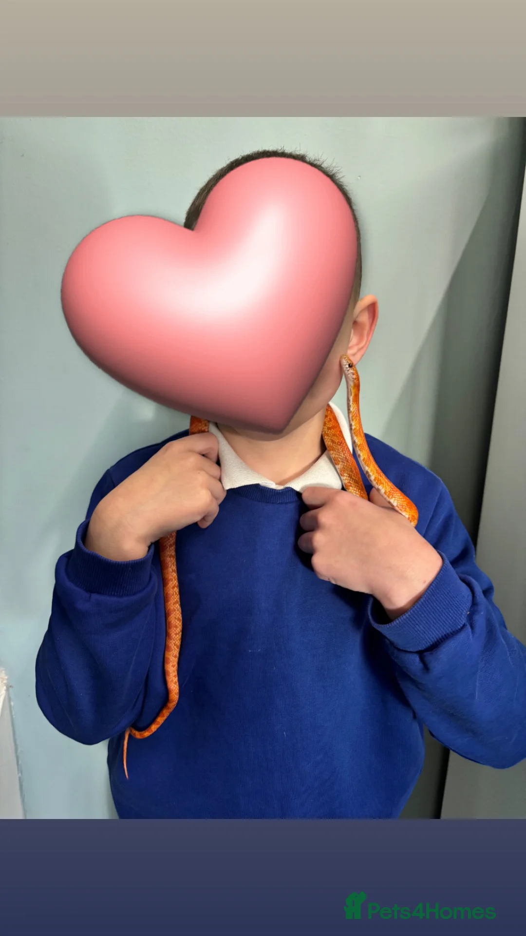 Corn Snake reptiles for sale: Corn snake  in Mansfield - Advert 2