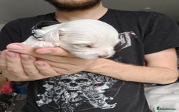 Maltipoo dogs for sale: F2 Mini Maltipoo, 4 boys - Image 1