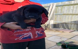 Labrador Retriever dogs for sale: Stunning last pedigree lab pup for sale kc reg  - Image 6