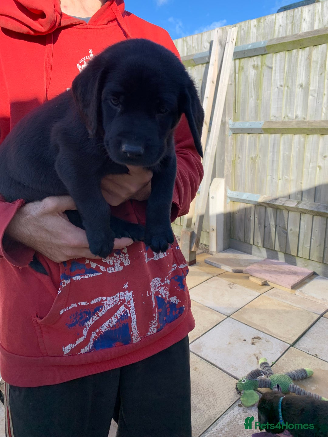 Labrador Retriever dogs for sale: Stunning last pedigree lab pup for sale kc reg  - Image 6