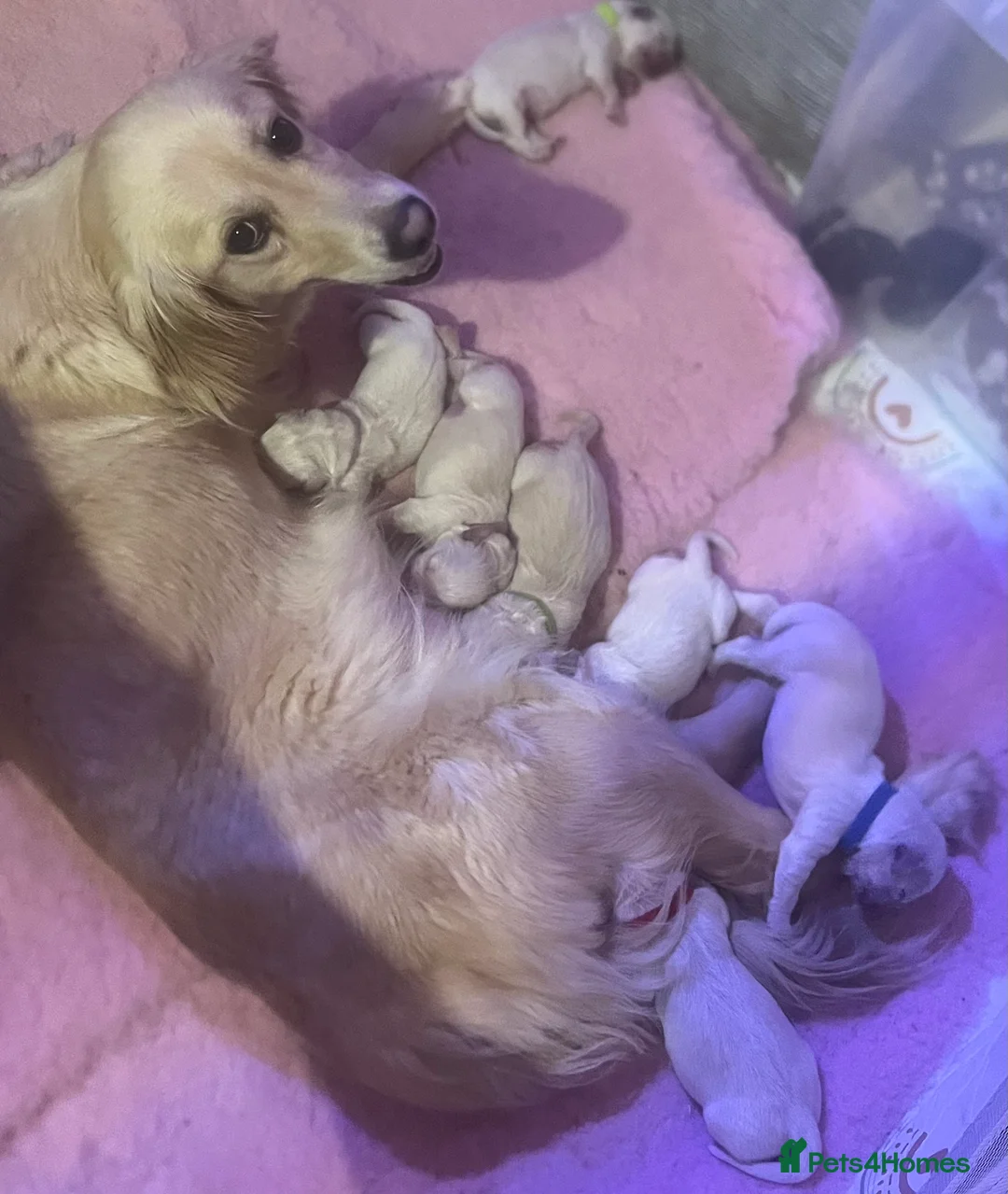 Golden Retriever dogs for sale: 7 beautiful golden retriever pups. - Advert 1