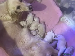 Golden Retriever dogs 7 beautiful golden retriever pups. - Advert 3