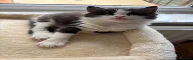 Persian Kitten 1