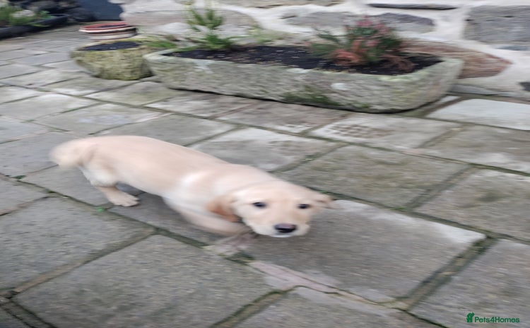 Labrador Retriever dogs - Advert 3