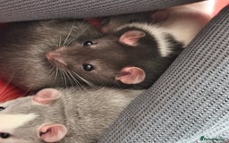 Rat rodents for sale: 4 gorgeous rats for adoption  - Advert 11