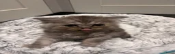 Mixed Breed cats for sale: Fluffy kittens - Advert 9