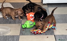 Mixed Breed dogs for sale: 5 Jack Russell x miniature dashound puppies £800 - Image 33