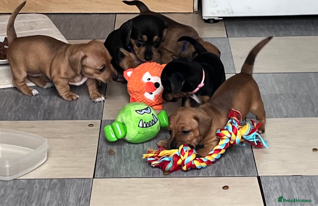 Mixed Breed dogs for sale: 5 Jack Russell x miniature dashound puppies £800 - Image 33
