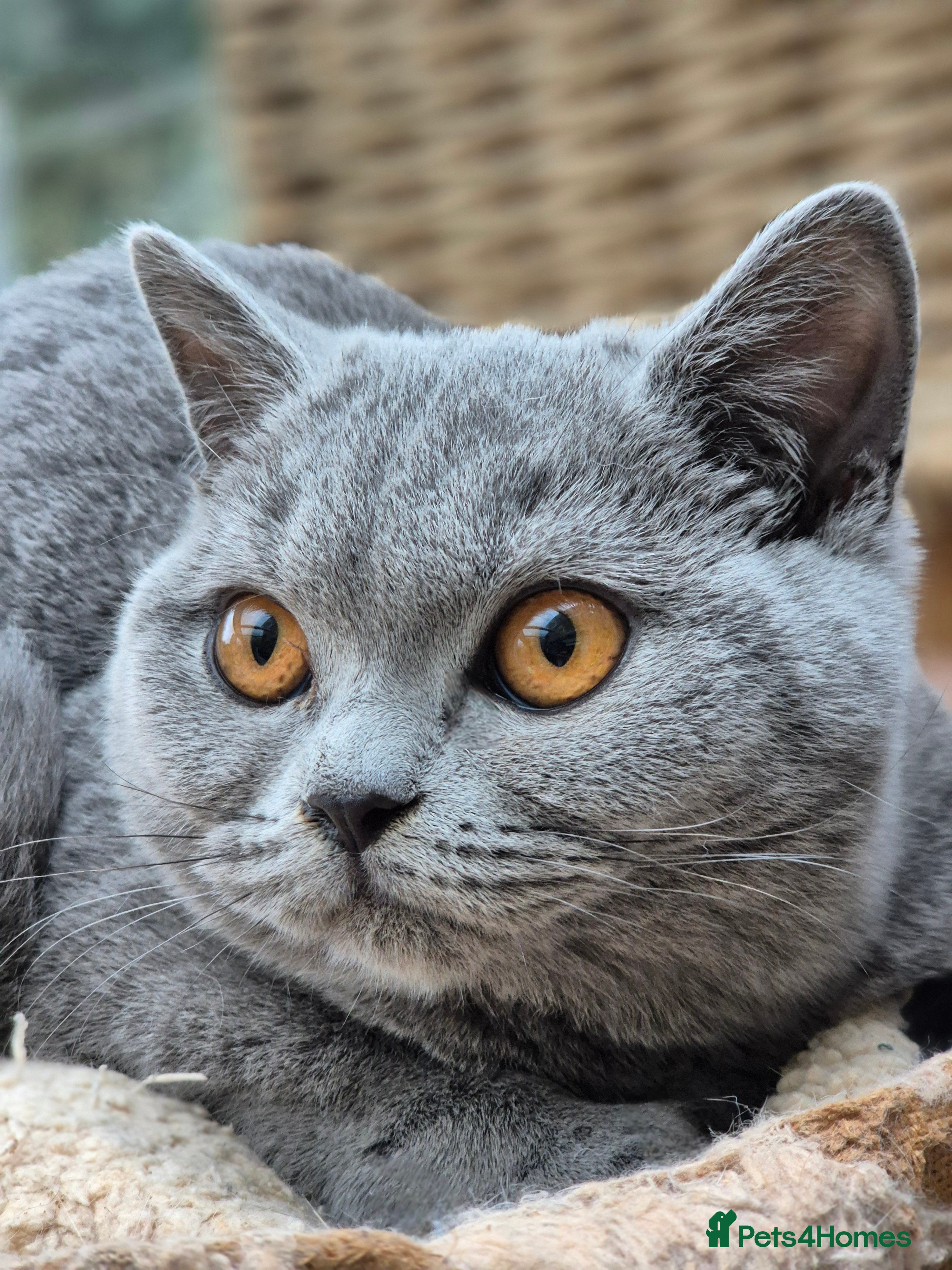 British Shorthair cats Stunning BSH kit GCCF Reg Fantastic type - Advert 14