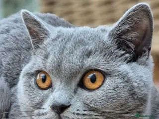 British Shorthair cats Stunning BSH kit GCCF Reg Fantastic type - Advert 14