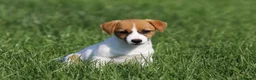Jack Russell dogs for adoption: Sandra – Female Jack Russell Terrier - Advert 4