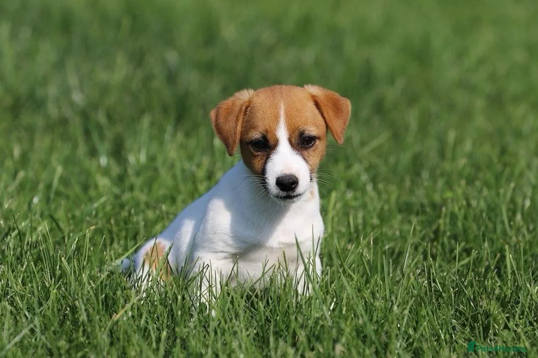 Jack Russell dogs for adoption: Sandra – Female Jack Russell Terrier - Advert 4