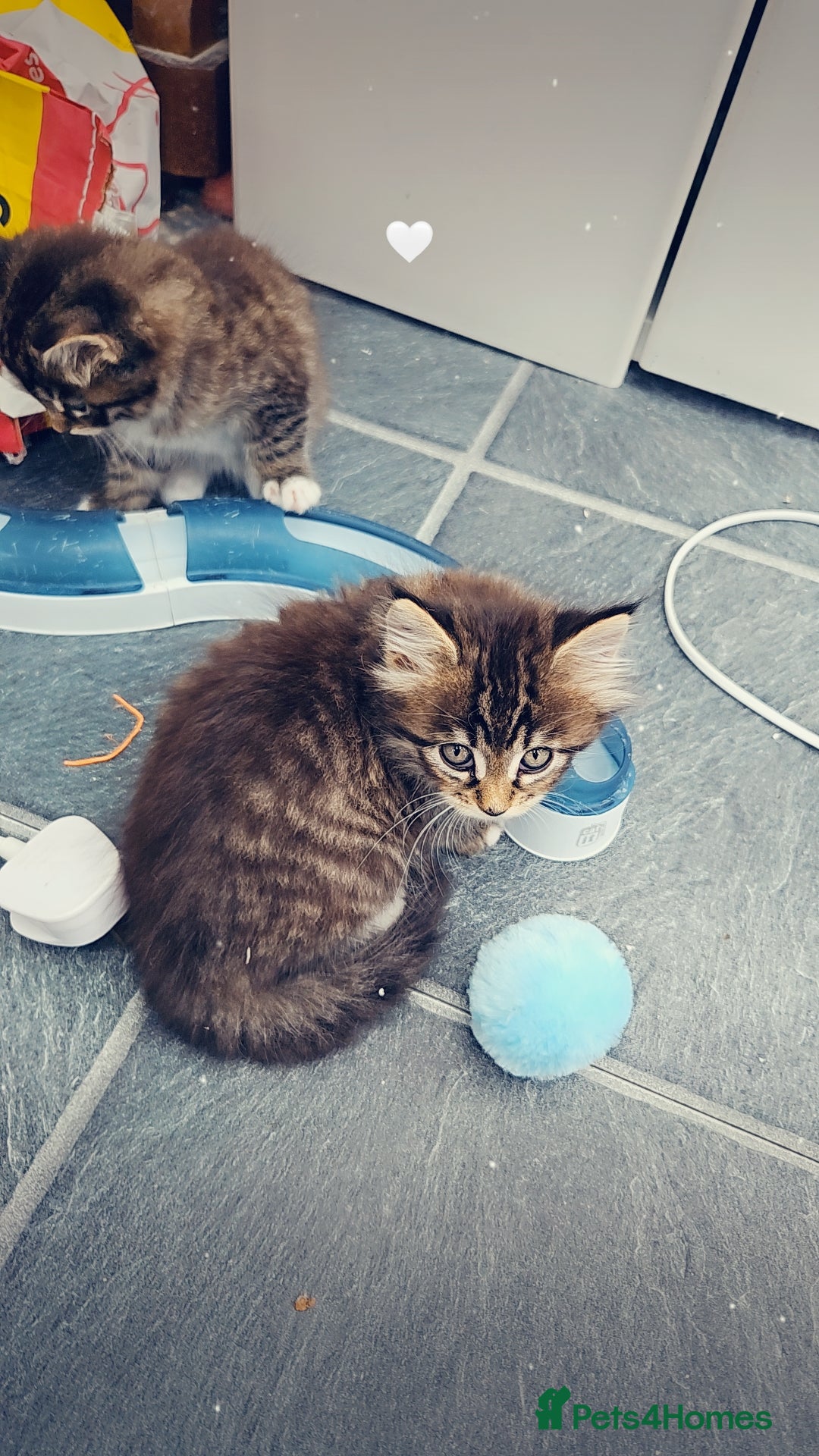 Maine Coon cats for sale: 3 main coon mix kittens - Image 2