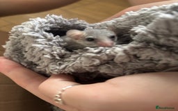 Mouse rodents for sale: Pygmy dormice for sale - Image 3
