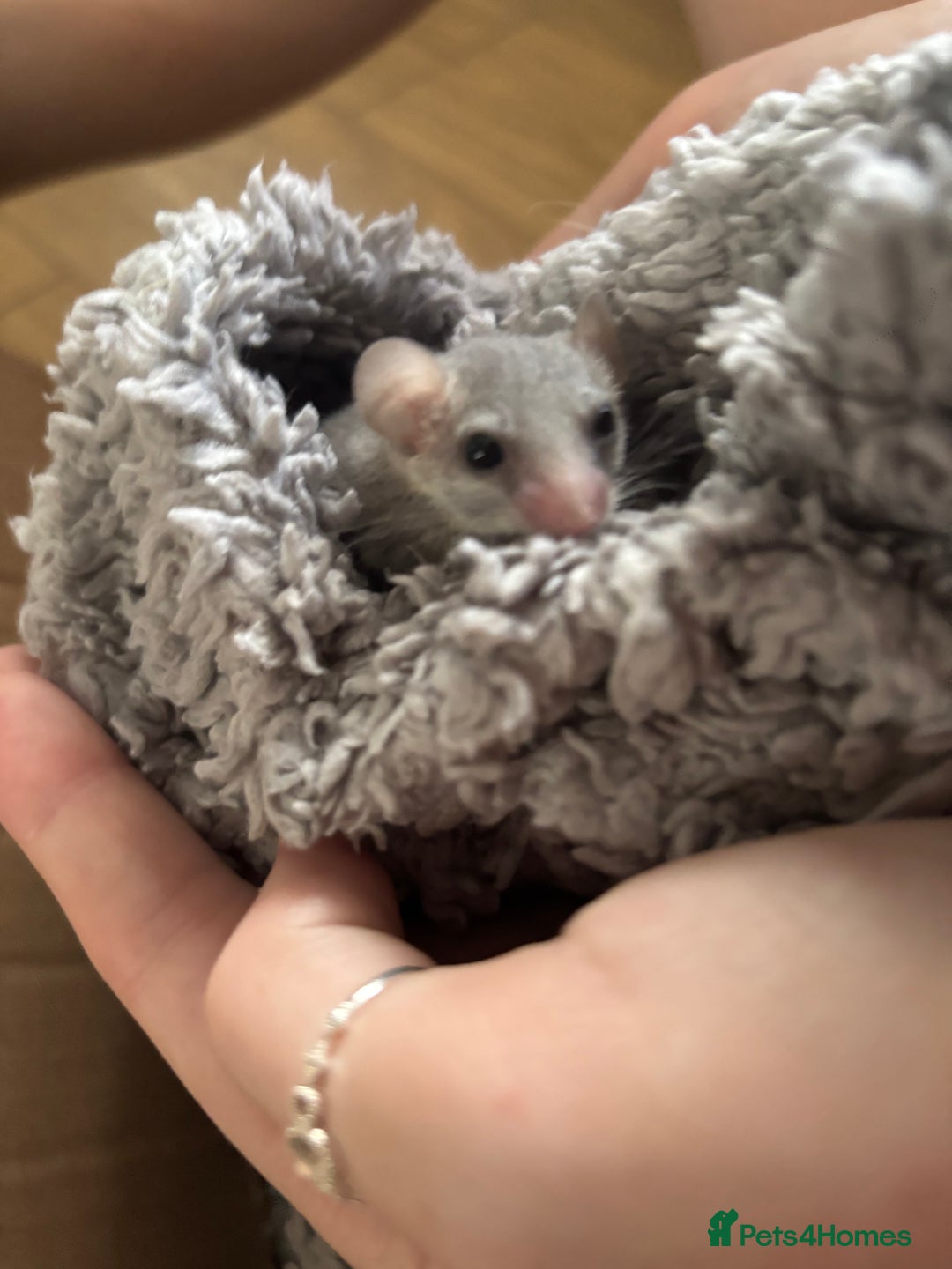 Mouse rodents for sale: Pygmy dormice for sale - Image 3