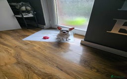 Chihuahua dogs for sale: Selling chihuahua  - Image 3