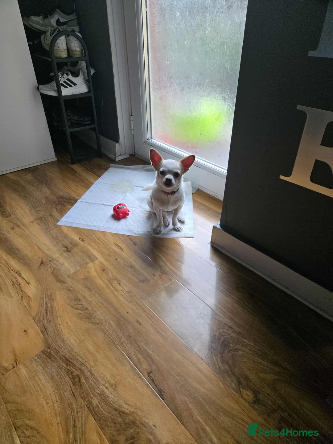 Chihuahua dogs for sale: Selling chihuahua  - Image 3