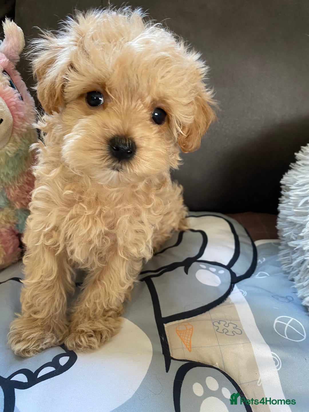 Maltipoo dogs for sale: Tiny Maltipoo Puppies - Image 32