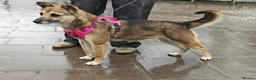 Mixed Breed dogs for adoption: ❤️🐶 ZLATA – GENTLE, THOUGHTFUL in Burton-on-Trent - Advert 2