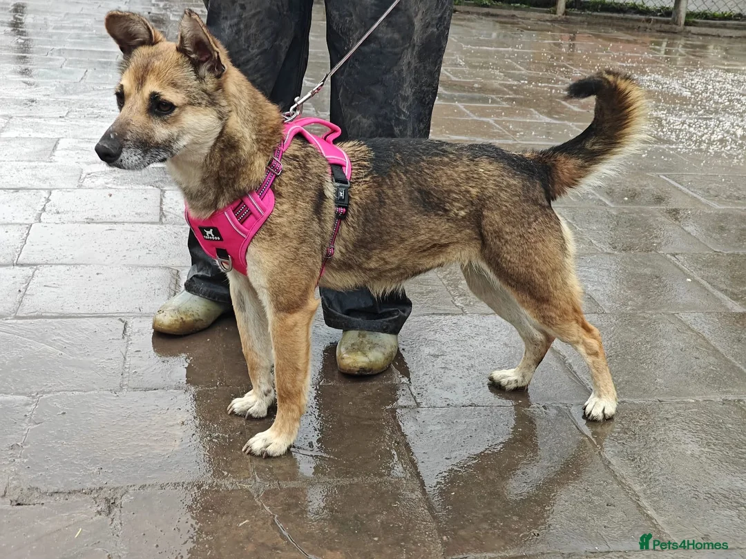 Mixed Breed dogs for adoption: ❤️🐶 ZLATA – GENTLE, THOUGHTFUL in Burton-on-Trent - Advert 2