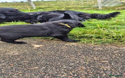 Flat coated Retriever dogs for sale: Flat coat retriever  - Image 6