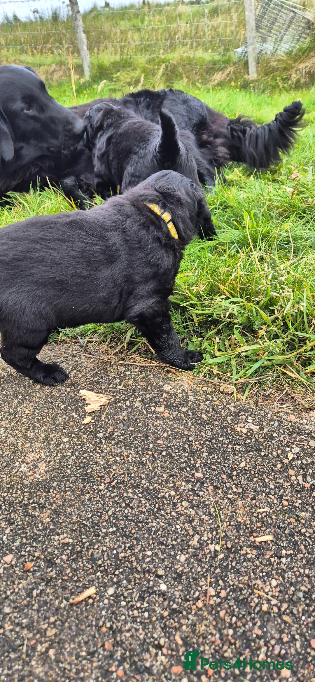 Flat coated Retriever dogs for sale: Flat coat retriever  - Image 6