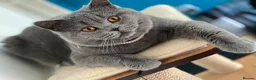 Brazilian Shorthair cats for sale: Beautiful bsh kittens blue and lilac - Advert 7
