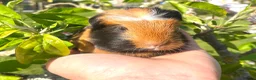 Guinea Pig rodents for sale: Guinea Pig Looking for their forever homes  - Advert 27