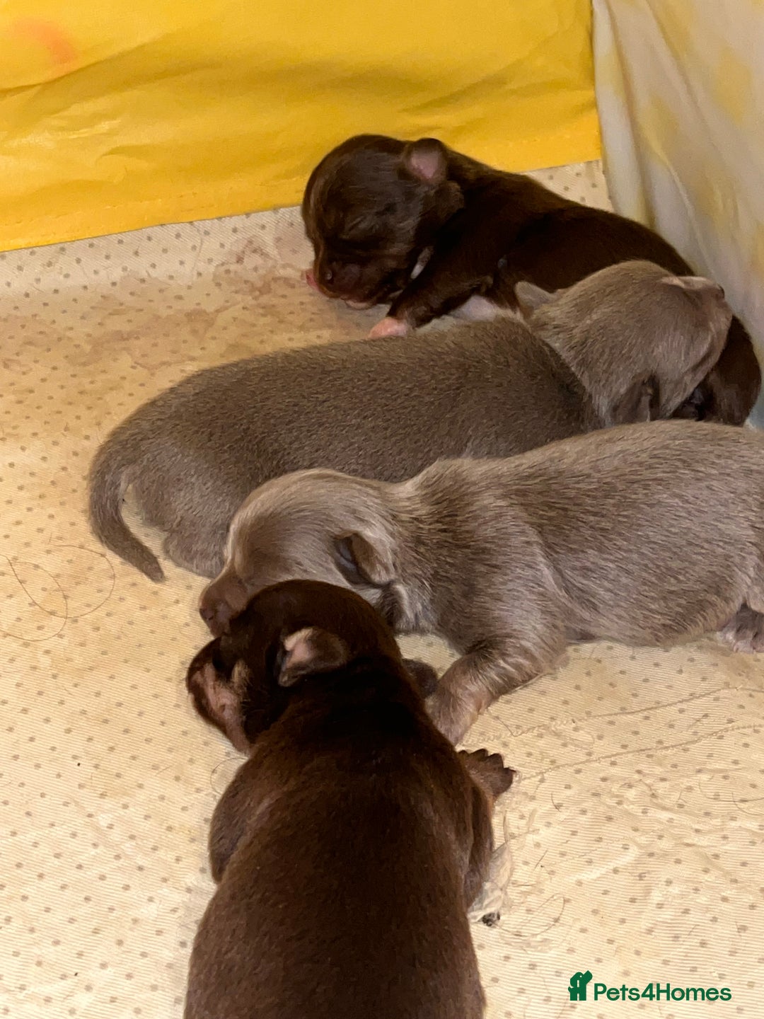 Chihuahua dogs for sale: 2 Male Chihuahuas  - Advert 6