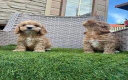 Cockapoo dogs for sale: F1 pra clear Cockapoos  - Advert 16