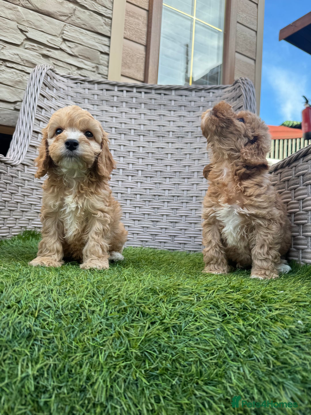 Cockapoo dogs for sale: F1 pra clear Cockapoos  - Advert 16