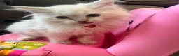 Ragdoll cats for sale: 3 beautiful girl ragdolls ready for their new home - Advert 7