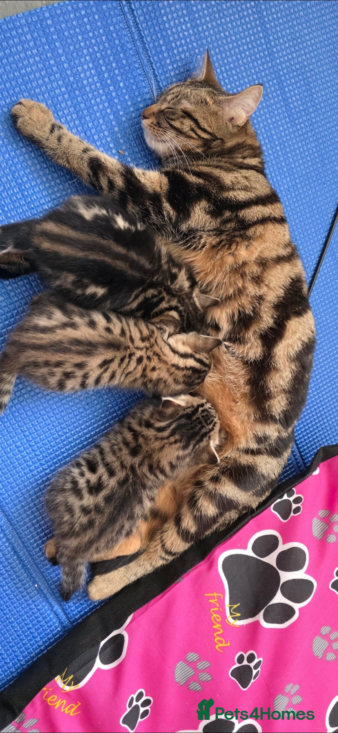 Bengal cats Exceptional 3 purebred Bengal kittens available 😻 - Advert 2