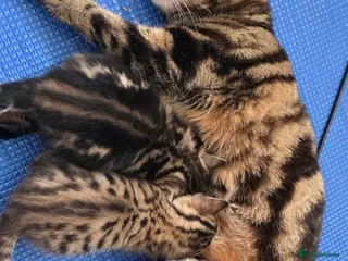 Bengal cats Exceptional 3 purebred Bengal kittens available 😻 - Advert 2